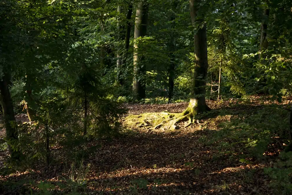 Eröffnung des 11. Friedensforstes in Gottestal/Wernberg